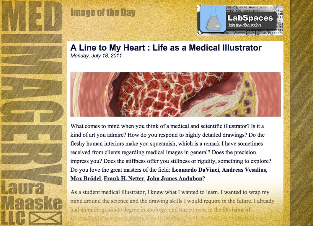 Life-as-a-medical-illustrator