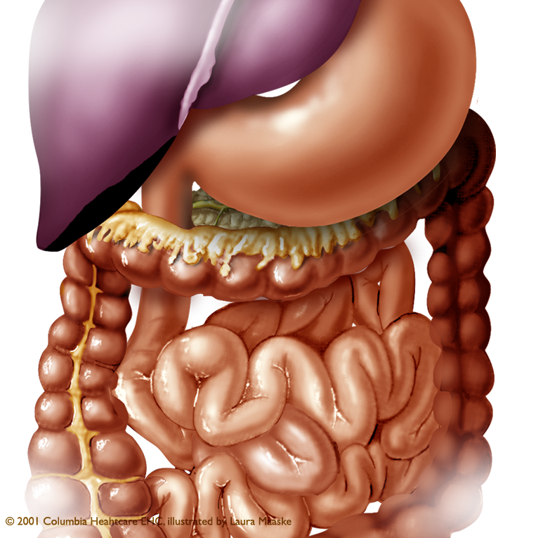 abdominal-illustration-organs-of-the-abdomen