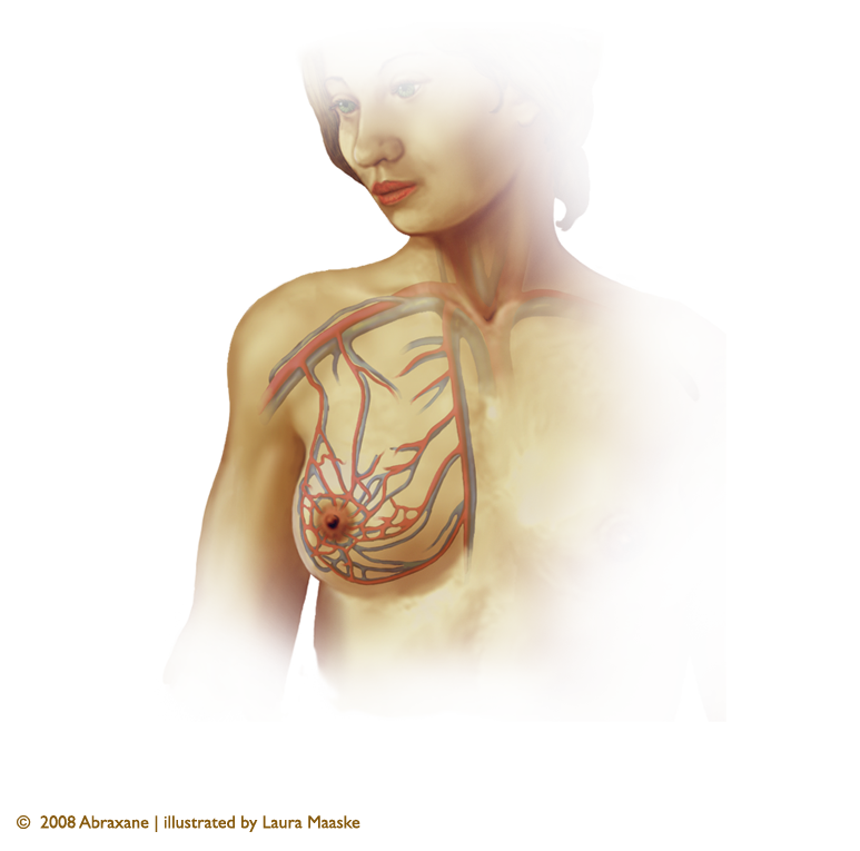 blood_circulation_breast