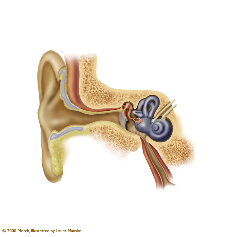 Ear Anatomy Illustration