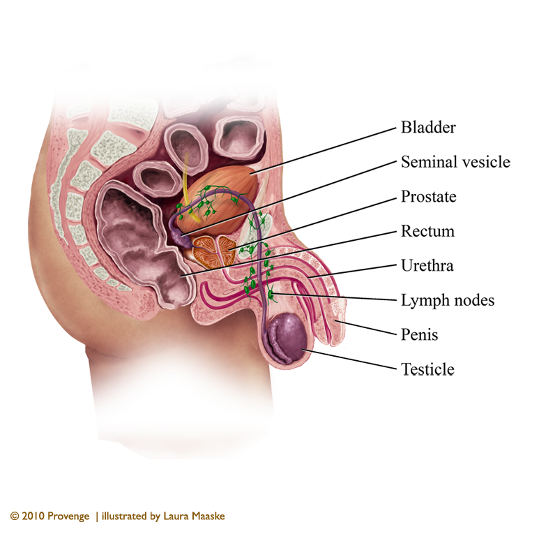 anatomy-of-the-male-pelvis-sagittal-section