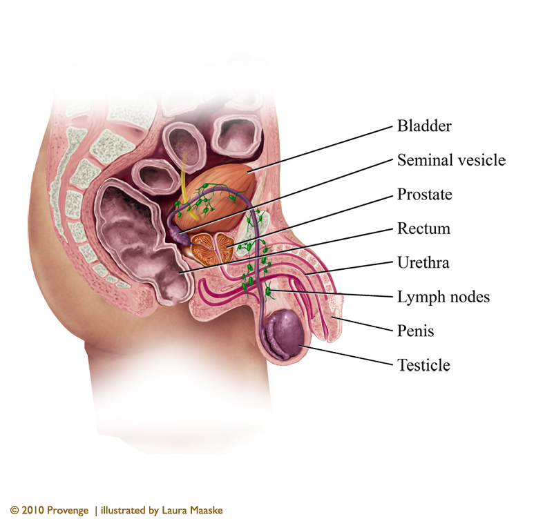 anatomy-ligaments-bones-&-muscles-of-hand-copyrighted