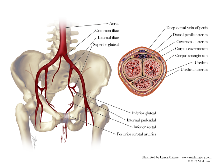 pelvic arteries