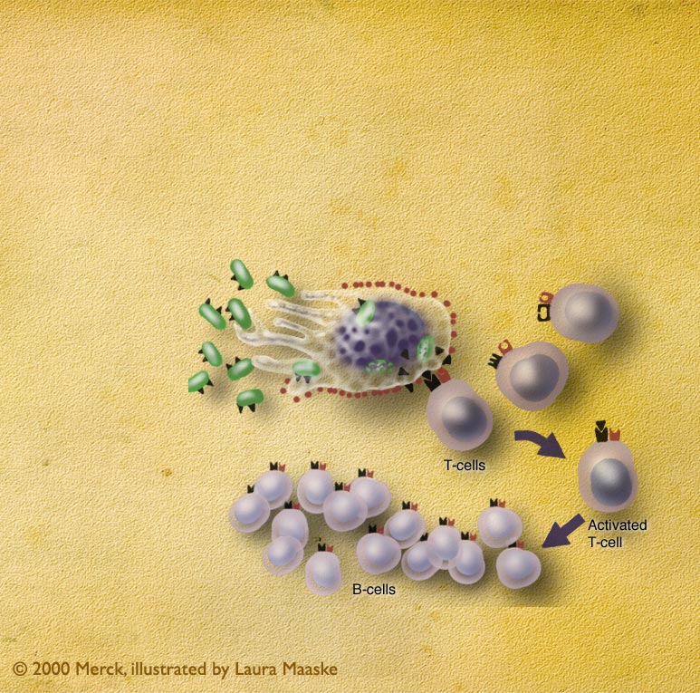 The T-Cell Activation and B-Cell Response. A bacteria invades the human body, and, with the aie of T-cells, it is engulfed by a macrophage cell. The macrophage then signals T-cells to cause B-cells to multiply.