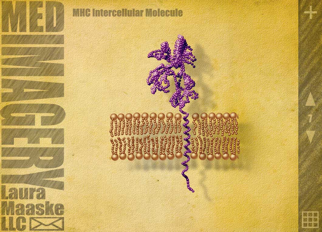 intercellular