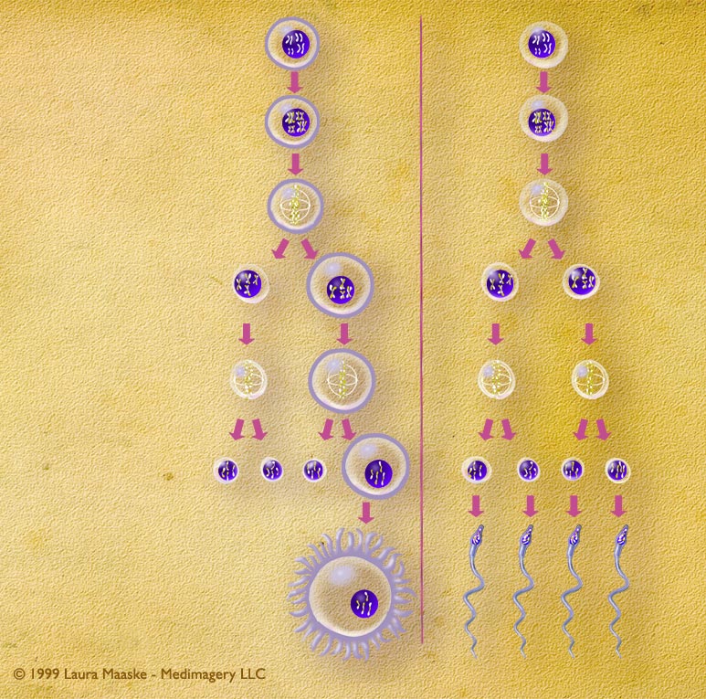 Meiotic cell division of male and female gametes