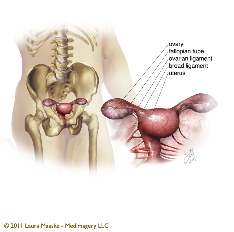 abdominal-organs
