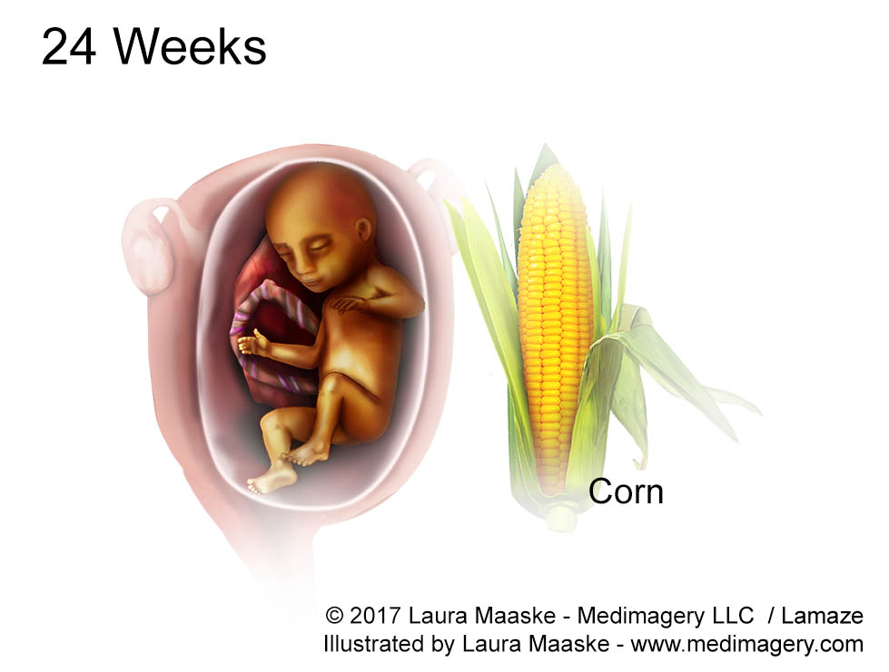 Human Embryo & Fetal Development- Fetus Illustration Size ...