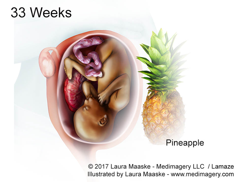 At What Age Does An Embryo Become A Fetus Medical Illustrations