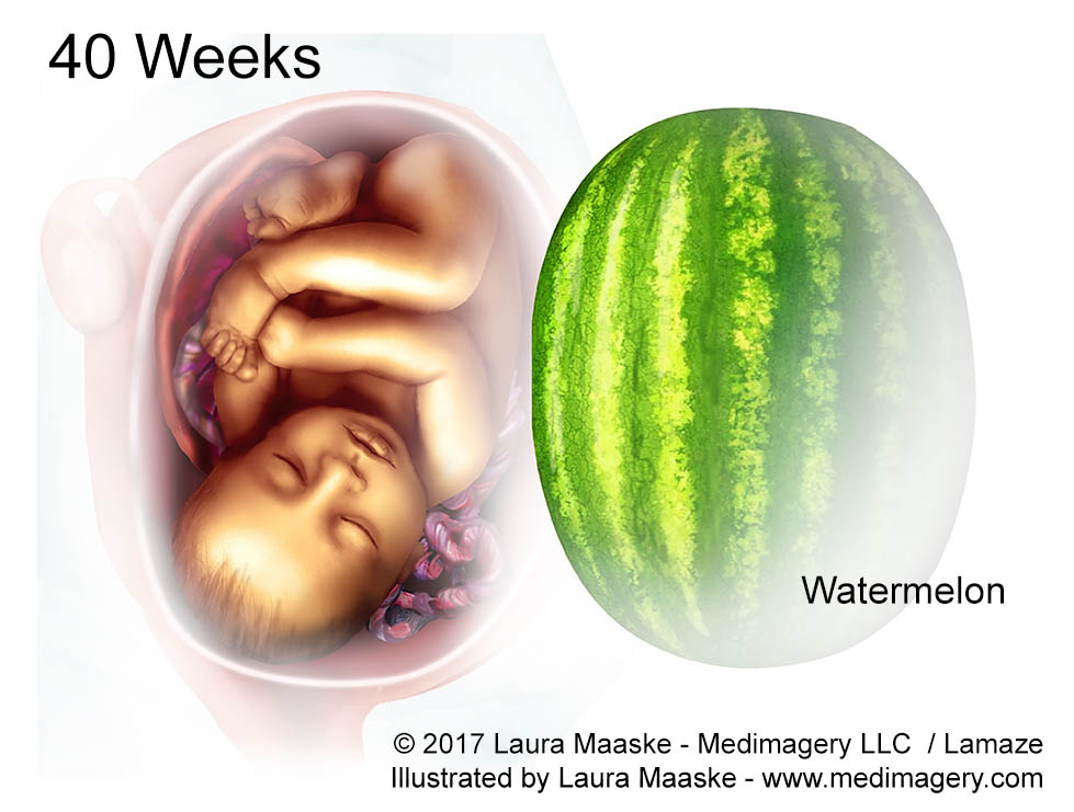 40 Week size of Watermelon Fetal Development Medical Illustration. Illustrated by Medical Illustrator Laura Maaske. Copyrighted Image. Do not reuse without permission