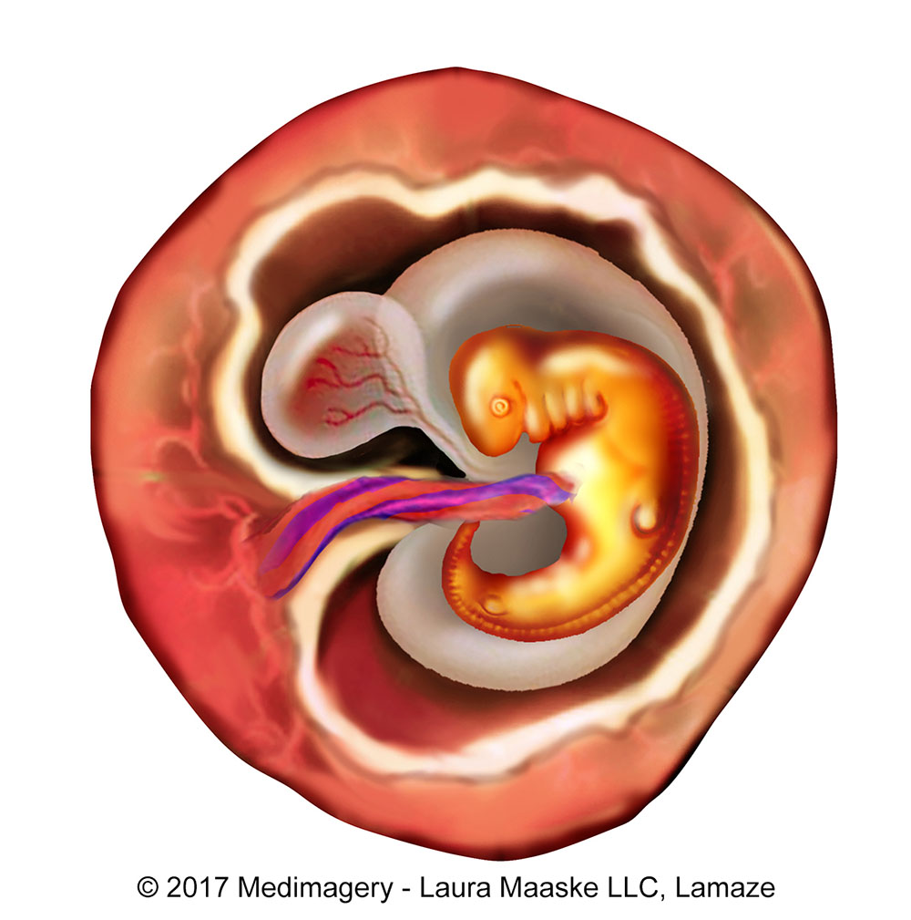 Six Week Embryo.  Fetal Development Medical Illustration. Illustrated by Medical Illustrator Laura Maaske. Copyrighted Image. Do not reuse without permission