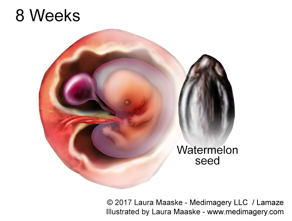 8 Week Embryo size of Watermelon Seed Fetal Development Medical Illustration. Illustrated by Medical Illustrator Laura Maaske. Copyrighted Image. Do not reuse without permission. www.medimagery.com