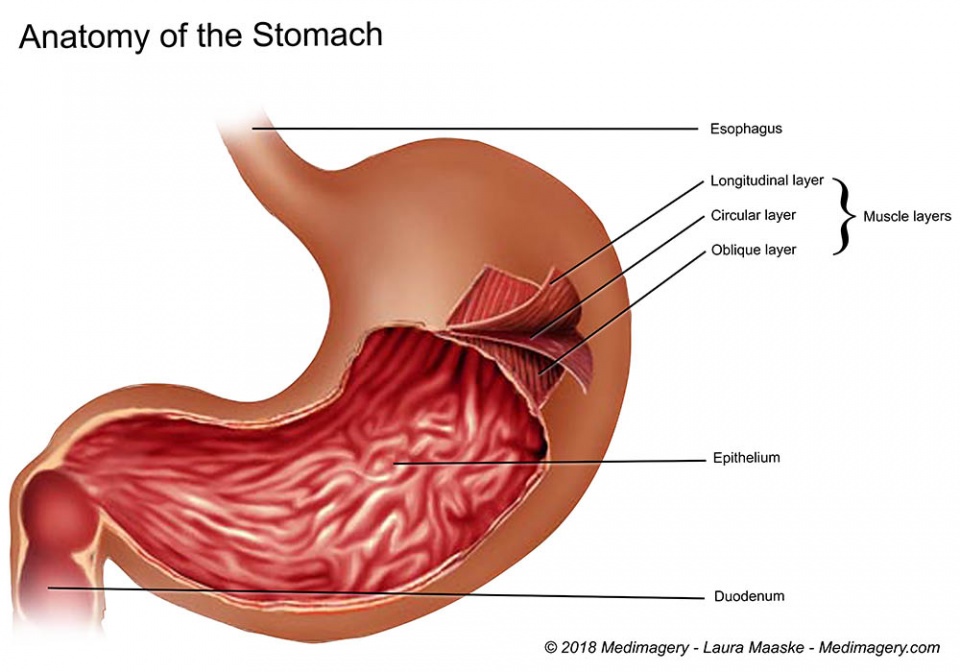 illustrated-gastric-stomach-layers-3-layers-of-the-stomach-anatomy