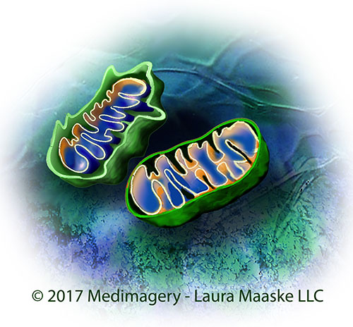 Mitochondria cross-section