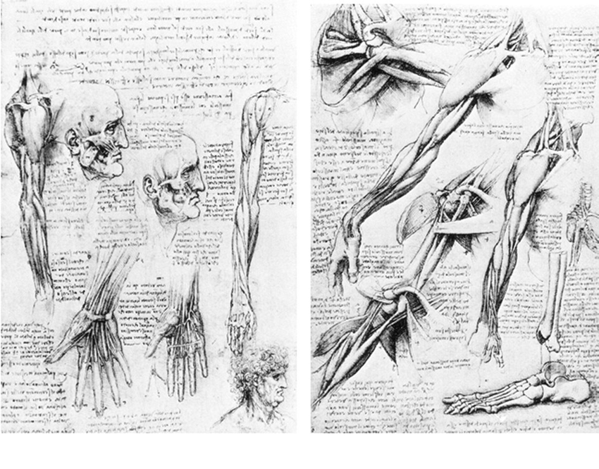 da vinci drawings anatomy