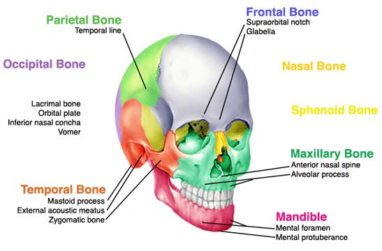 Medimagery New: New Medical and Anatomical Illustrations blank face diagram 