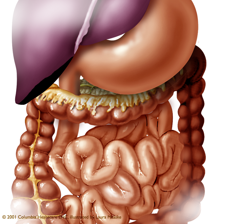 abdominal-organs