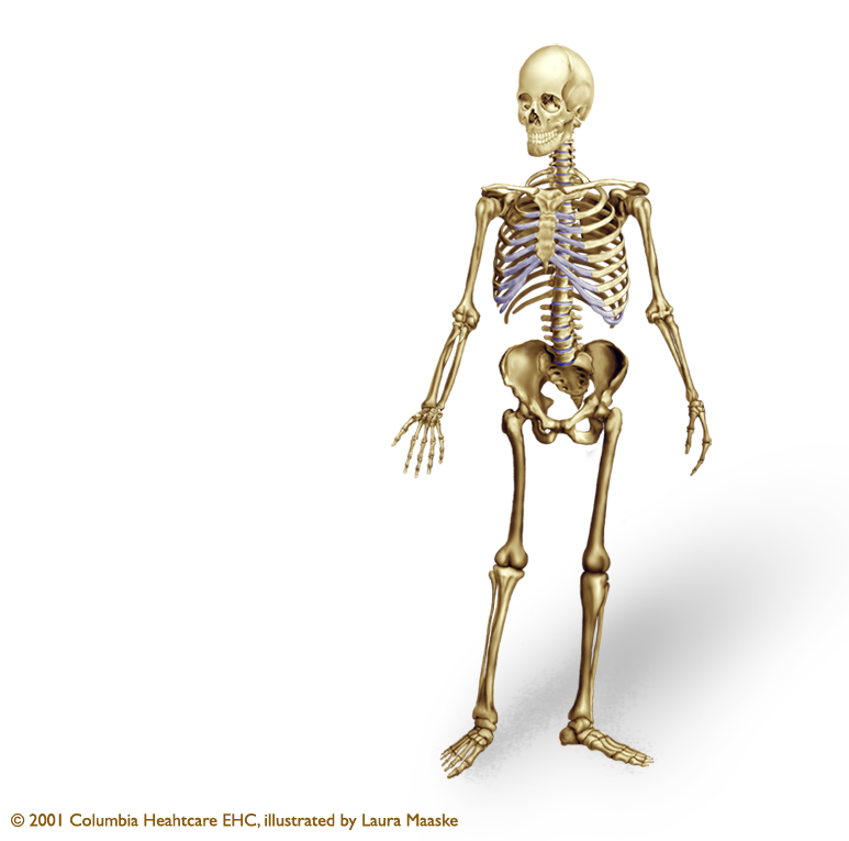 how-many-bones-in-the-body