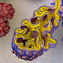 © Merck Phramaceutical
Title: Pulmonary Hypertension
Author: Laura Maaske
Description: Fluid in the lungs will result in loss of oxygen to pulmonary arteries, and ultimately will place a strain on the heart.