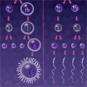 © Laura Maaske Title: Gamete cell division