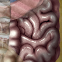 © Laura Maaske
Title: Posture and the Abdominal
Author: Laura Maaske
Description: The precise position and functioning of the diaphragm is a reflection of regional anatomy.
