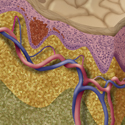 © Merck Phramaceutical
Title: Melanoma
Author: Laura Maaske
