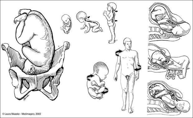 Pen & Ink illustrations by Laura Maaske