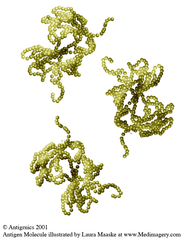 Antigen Molecules Medical Illustration. Copyrighted Material Illustrated by Laura Maaske Medical Illustrator, Medical Animator, Biomedical Communicator, & biological artist. For permission information contact the artist