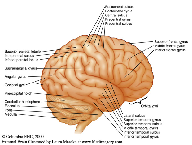 Internal Lateral Brain illustrated by Laura Maaske