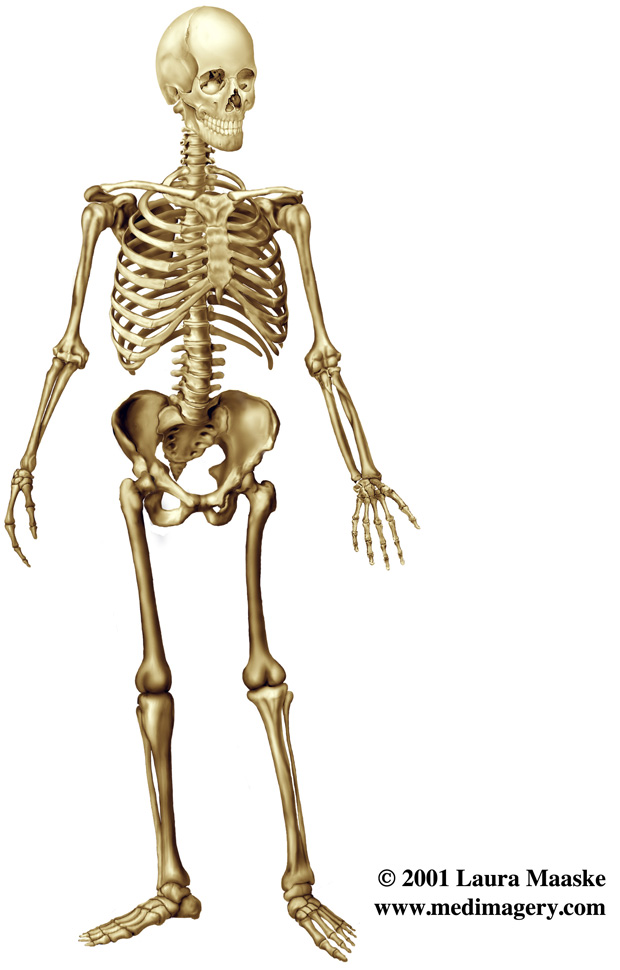 Skeleton Illustrated by Laura Maaske