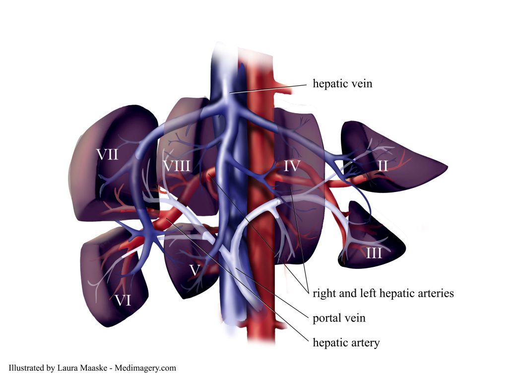 Liver Segments.Sections of the Liver. Exploded Liver Diagram Labeled. Anatomical diagram of the liver revealing the 8 segments. Medical Anatomical Illustration Illustrated by Medical Illustrator Laura Maaske LLC. Copyrighted Material. Do not print without permission