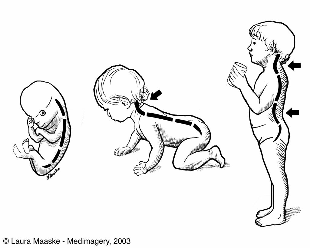 Spinal curvature at different ages Developmental Stages Embryo Infant Adult Medical Illustration. Copyrighted Material by Laura Maaske Medical Illustrator, Medical Animator, Biomedical Communicator, & biological artist. Do not reuse without permission. www.medimagery.com