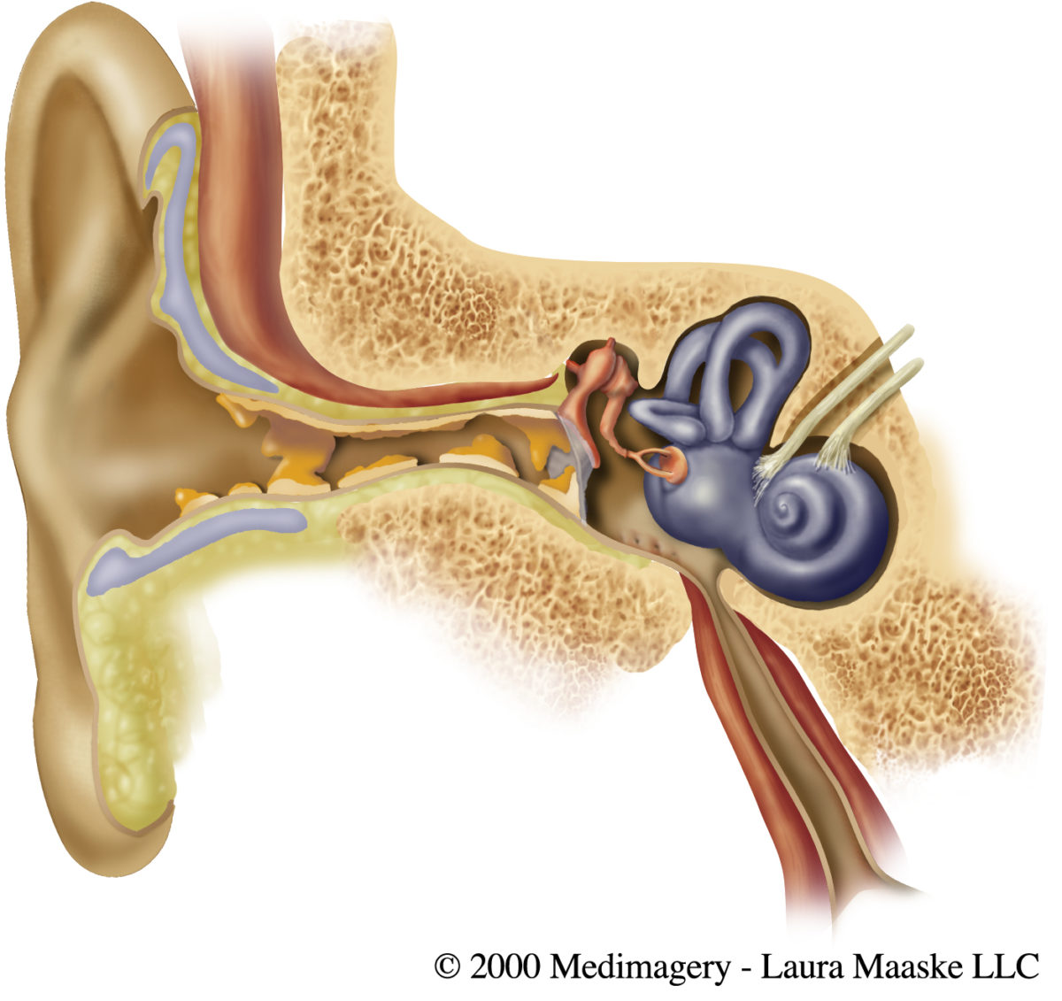 Ear Wax Anatomy Medical Illustration Medical Illustration Copyrighted