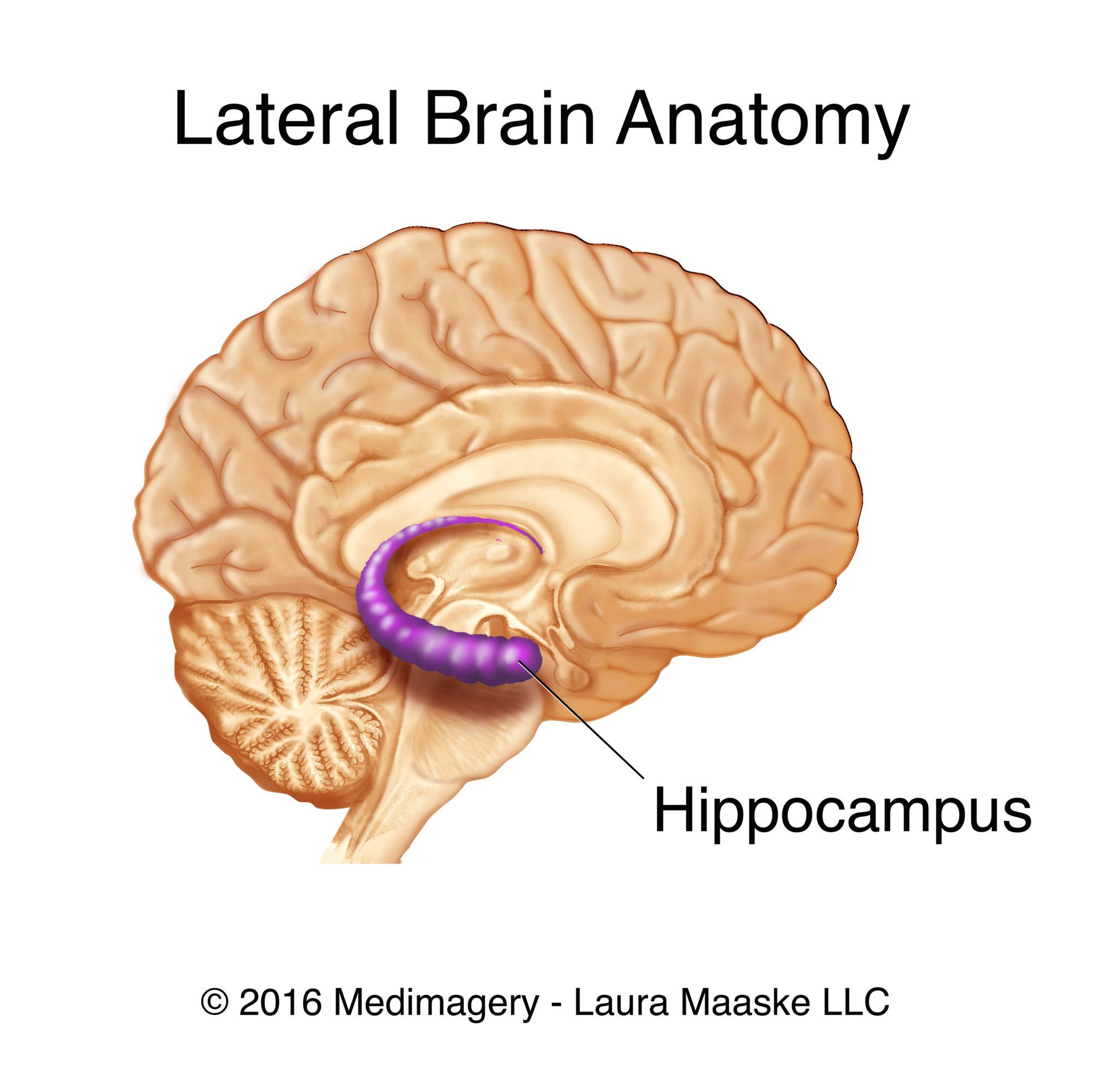 Brain-Hippocampus-medical-anatomy--Medical-illustration-Copyrighted-Material-by-Laura-Maaske-Medical-Illustrator-www.medimagery.com