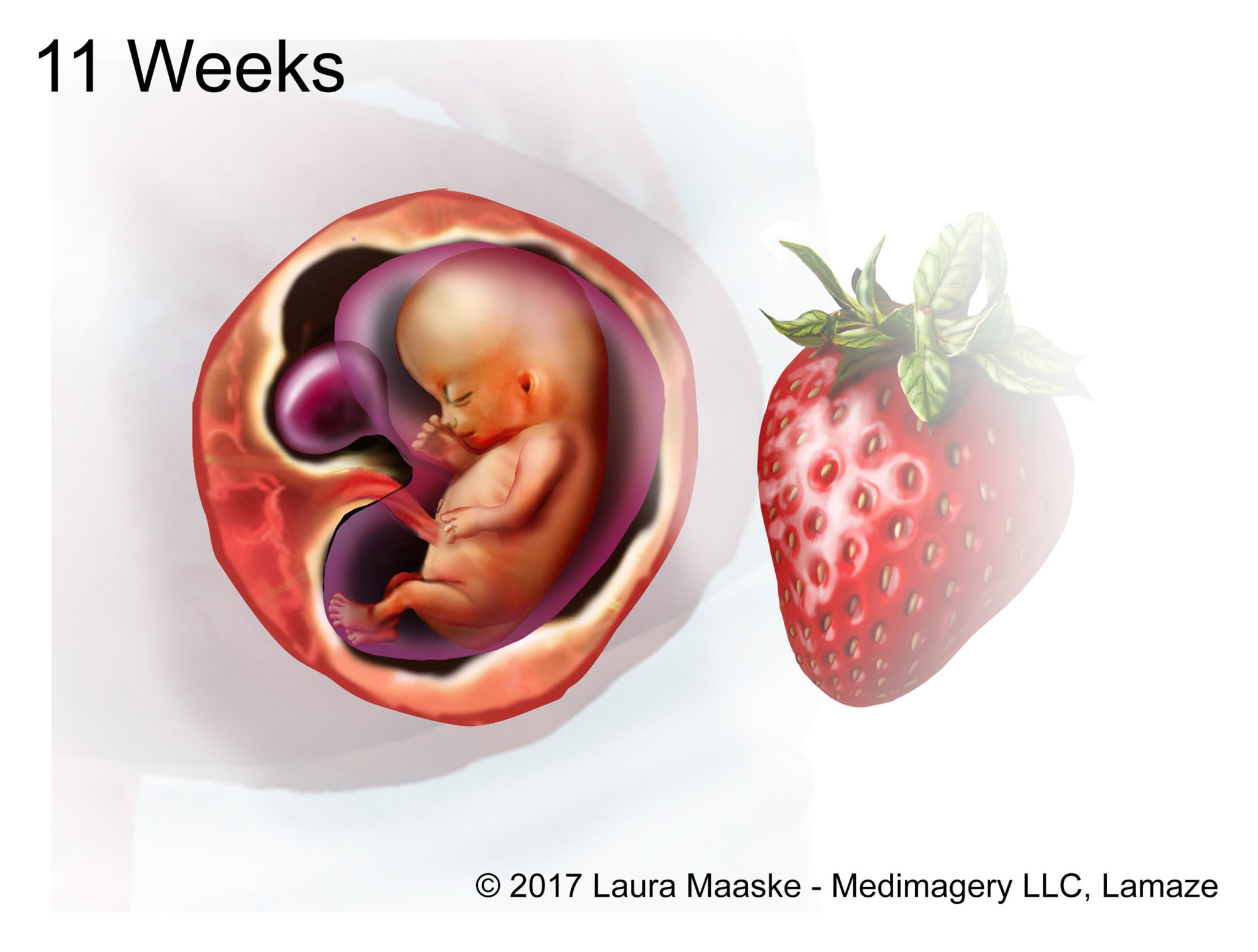 Как выглядит плод 10 11 недель беременности фото
