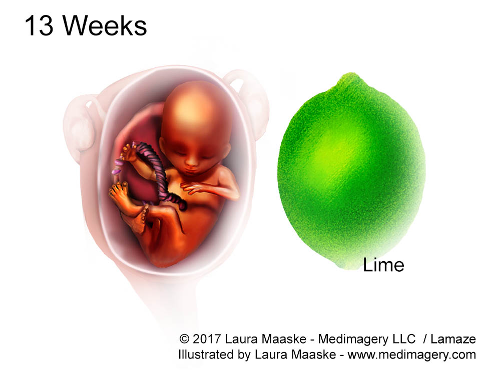 visions-of-the-prenatal-development-human-embryo-fetal-illustrations