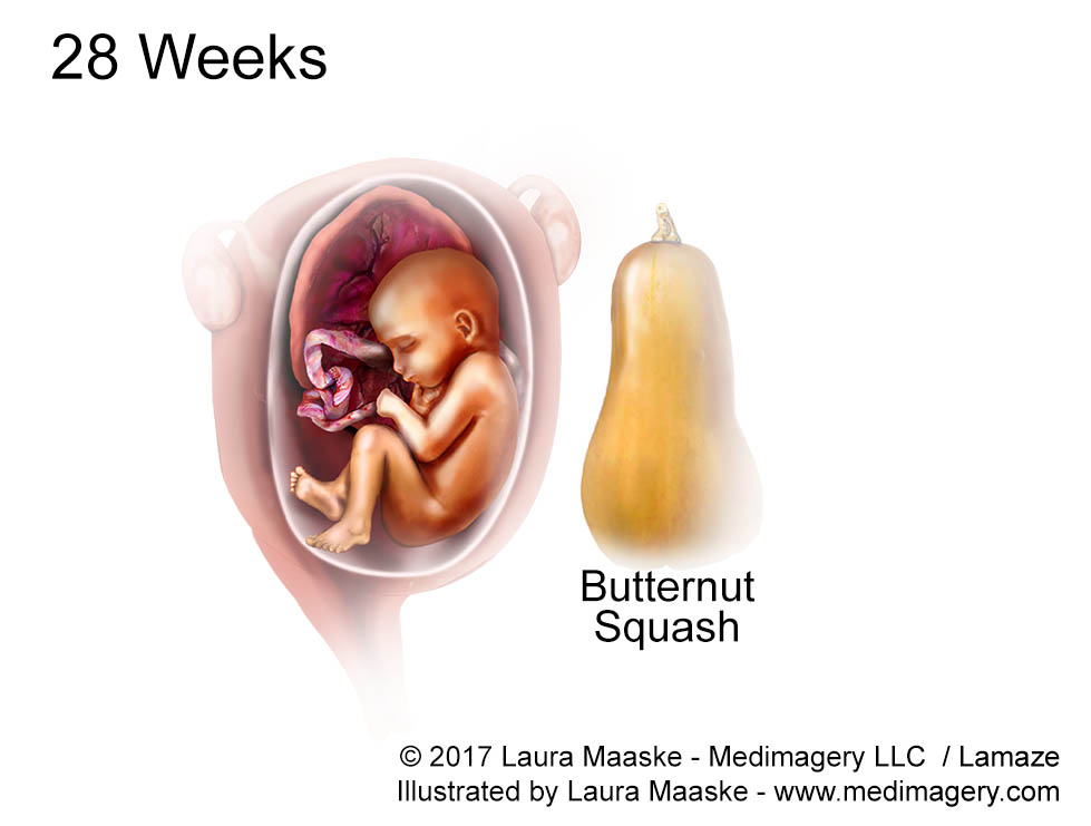 28 Week Fetus size of Butternut Squash Fetal Development Medical Illustration. Illustrated by Medical Illustrator Laura Maaske. Copyrighted Image. Do not reuse without permission. www.medimagery.com Fetus illustration. 28 Week Fetus size of Butternut Squash Fetal Development Medical Illustration. Illustrated by Medical Illustrator Laura Maaske. Copyrighted Image. Do not reuse without permission. www.medimagery.com