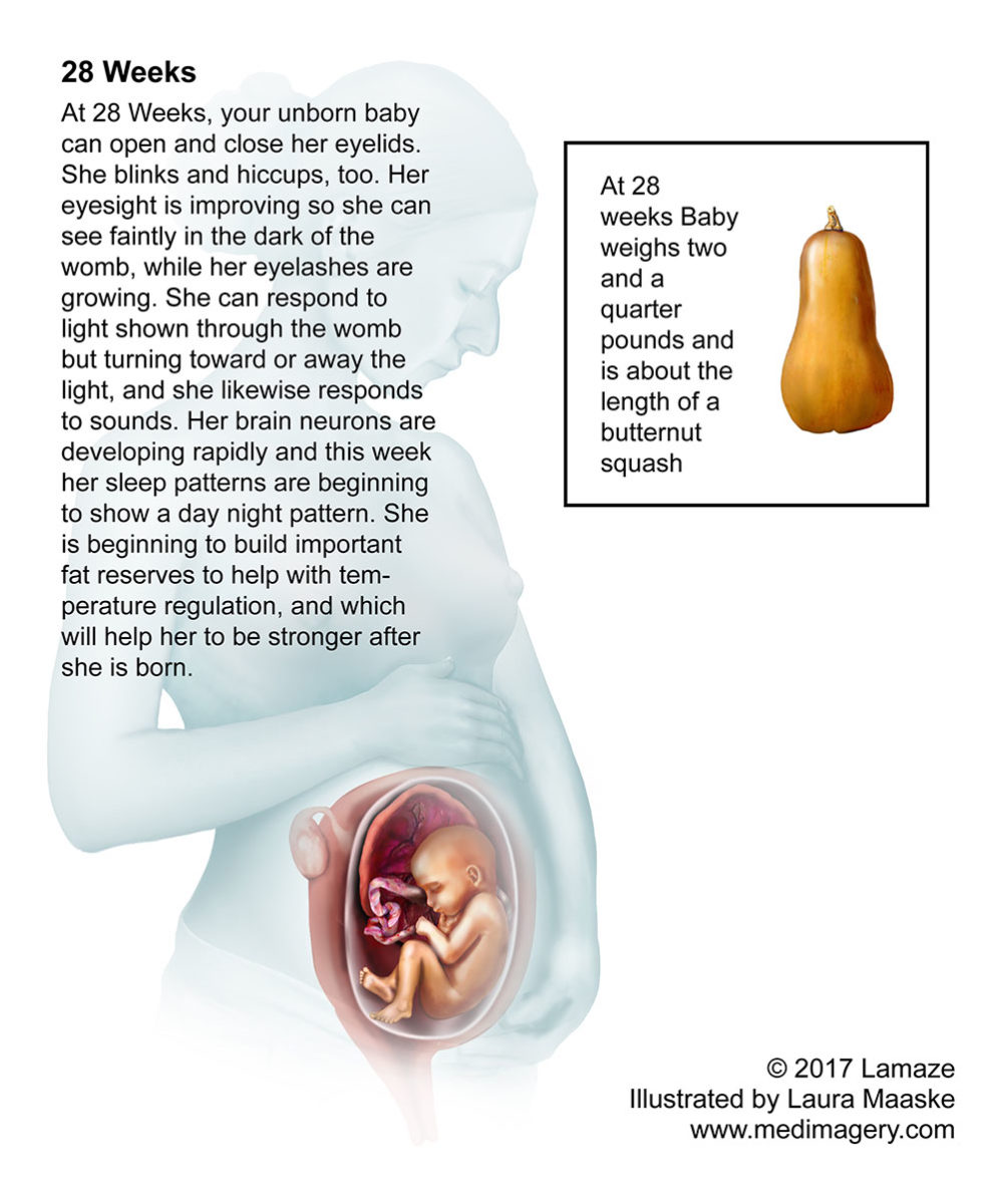 28 Week Fetus size of butternut squash Medical-illustration Copyrighted Material by Laura-Maaske Medical Illustrator www.medimagery.com Fetus illustration. 28 Week Fetus size of butternut squash Medical-illustration Copyrighted Material by Laura-Maaske Medical Illustrator www.medimagery.com