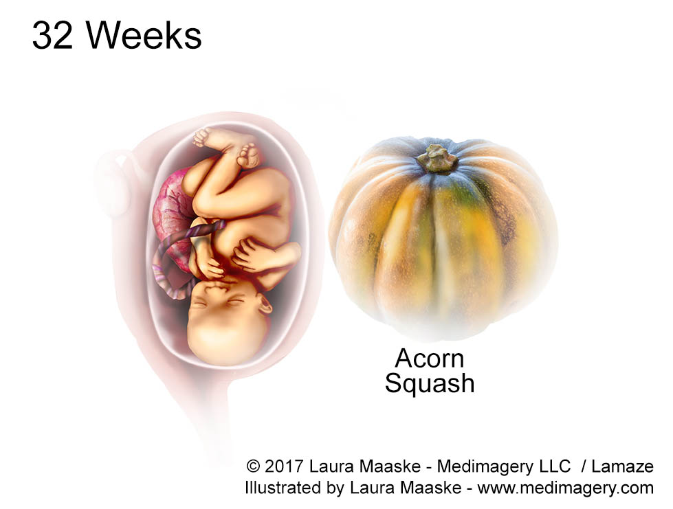32 Week Fetus size of Acorn Squash Fetal Development Medical Illustration. Illustrated by Medical Illustrator Laura Maaske. Copyrighted Image. Do not reuse without permission. www.medimagery.com 32-Week-Fetus-Medical-Illustration-All-Rights-Reserved.jpg