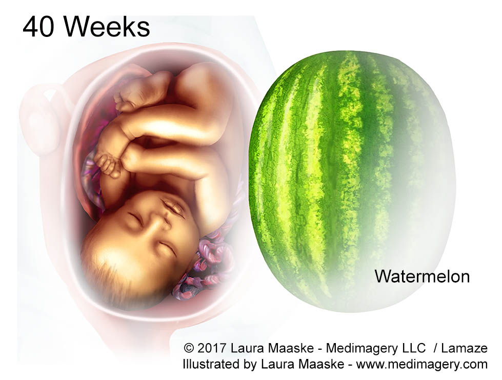 40-Week-Fetus-Medical-Illustration-All-Rights-Reserved.jpg