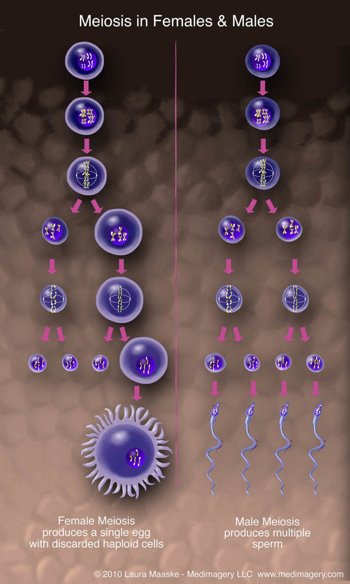 Meiosis-small.jpg - Medical Illustrations & Animations by Laura Maaske ...