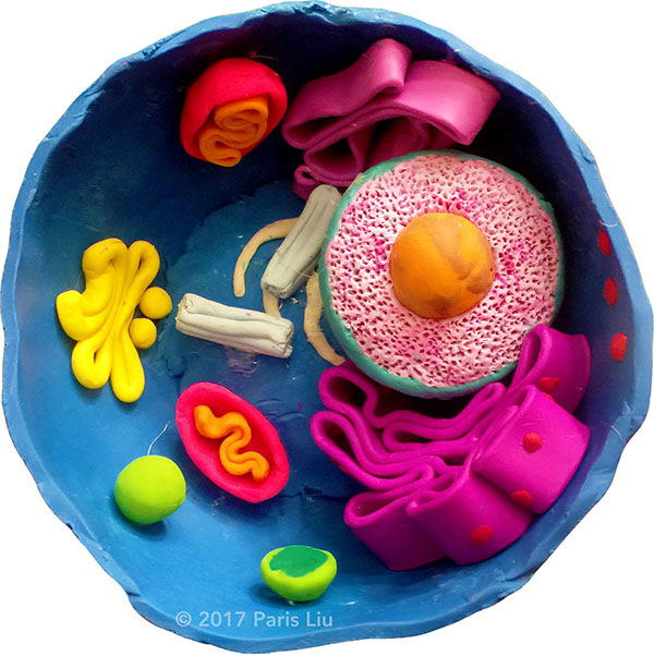 Anatomy-of-a-cell Copyrighted Material Illustrated by Laura Maaske Medical Illustrator, Medical Animator, Biomedical