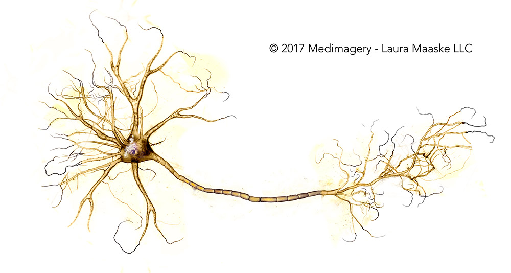 neuron illustration