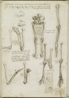 Image result for Leonardo da Vinci, The Bones and Muscles of theShoulder. Pen and ink with wash over black chalk, circa1510-1511.Royal Collection, The Windsor Castle