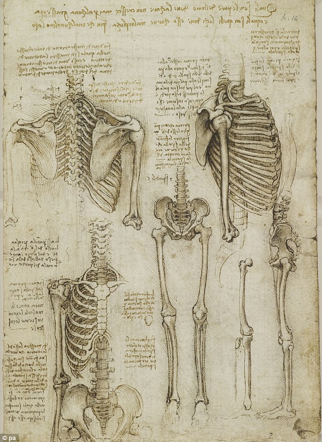 Detailed: Da Vinci's sketches of muscles and skeletons foreshadow modern techniques, such as MRI scans and 3D computer modelling, to 'an astonishing degree'