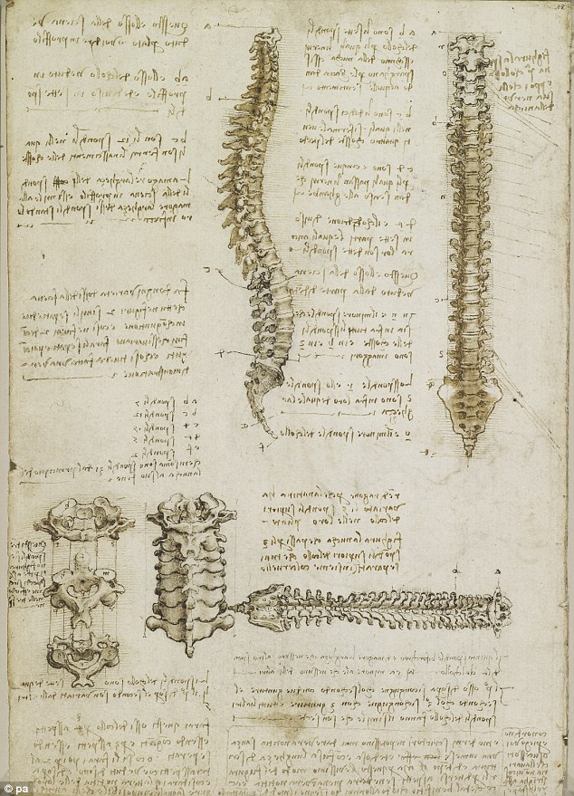 Master of the arts: Many professors of anatomy say they still use da Vinci's drawings to teach medical students as the accuracy of his work has rarely been surpassed