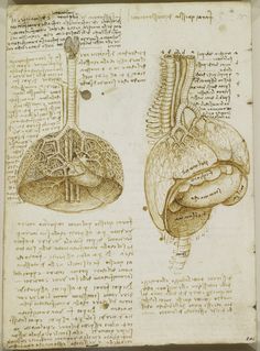 Image result for Leonardo da Vinci, The Bones and Muscles of theShoulder. Pen and ink with wash over black chalk, circa1510-1511.Royal Collection, The Windsor Castle