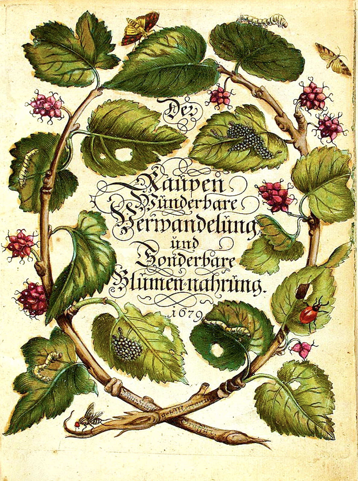 Caterpillar-Title-Page Maria Sibylla Merian scientific illustrator