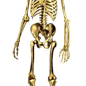 skeleton