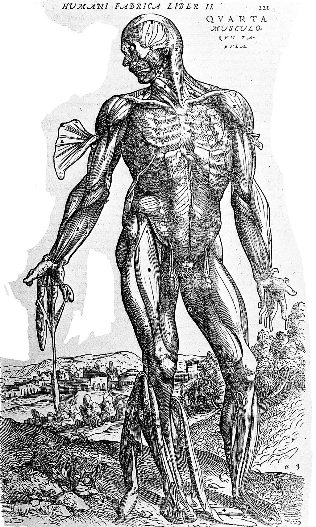 Fourth muscle man, by Vesalius. Wellcome L0001647.jpg